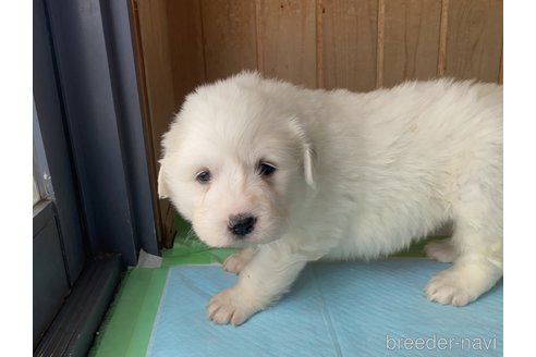成約済の千葉県のグレートピレニーズ-362235の12枚目